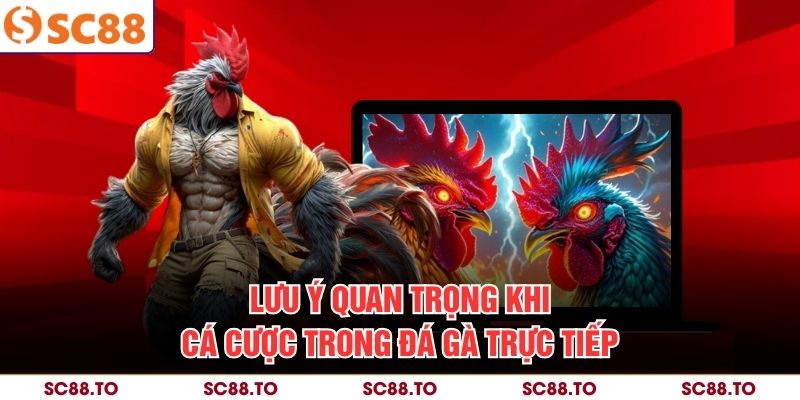 Lưu ý quan trọng khi cá cược trong đá gà trực tiếp